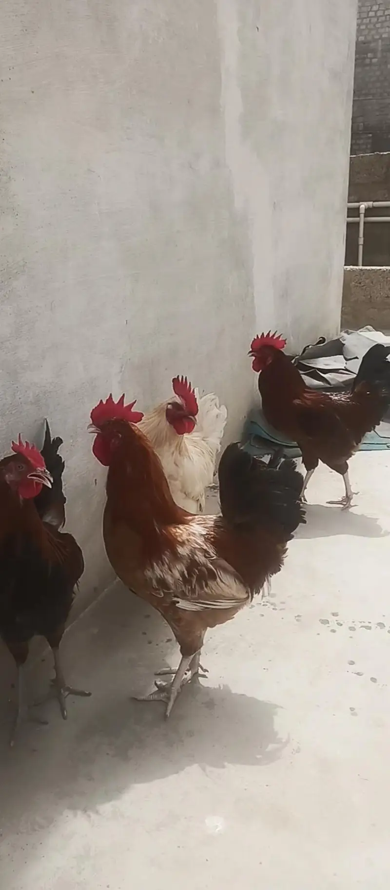 4 Murgha For sale Rs 8000/= — photo 6