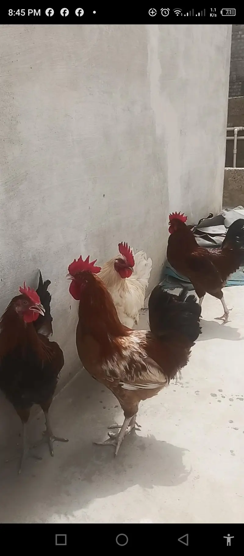 4 Murgha For sale Rs 8000/= — photo 7