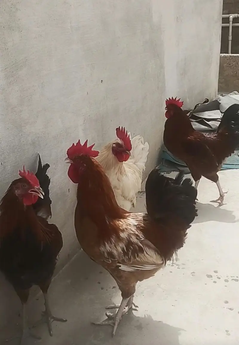 4 Murgha For sale Rs 8000/= — photo 8