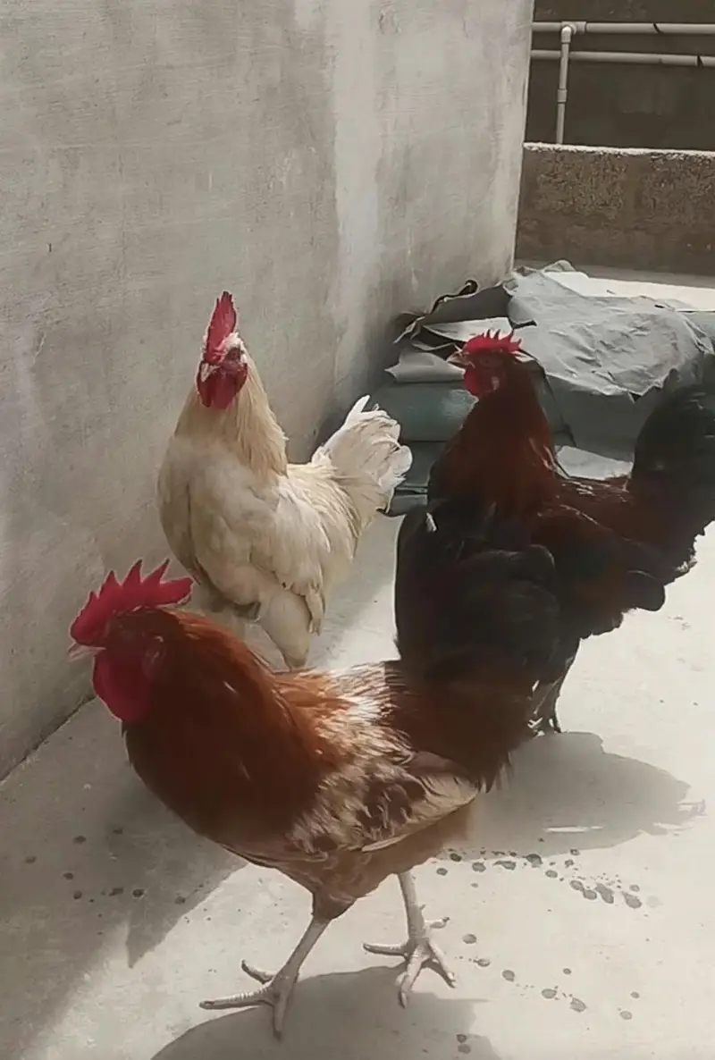 4 Murgha For sale Rs 8000/= — photo 9