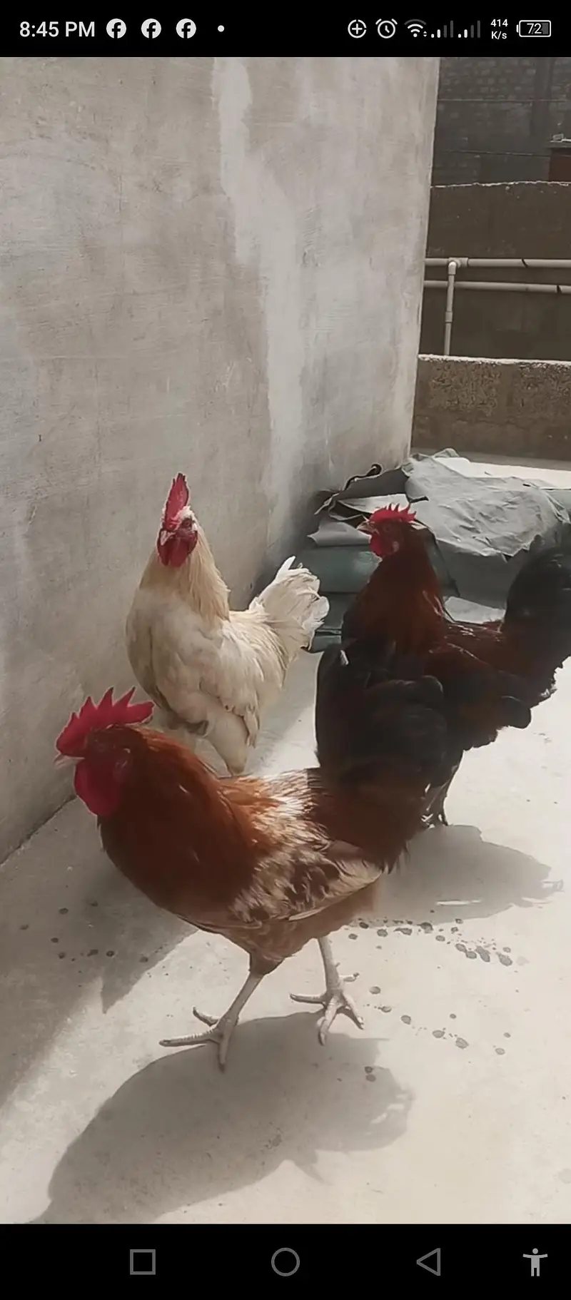 4 Murgha For sale Rs 8000/= — photo 10
