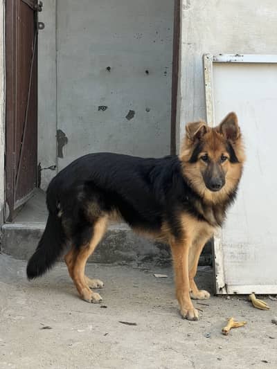 German shepherd top class quality