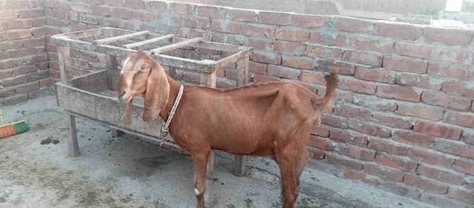 Desi bakri bachon wali for sale