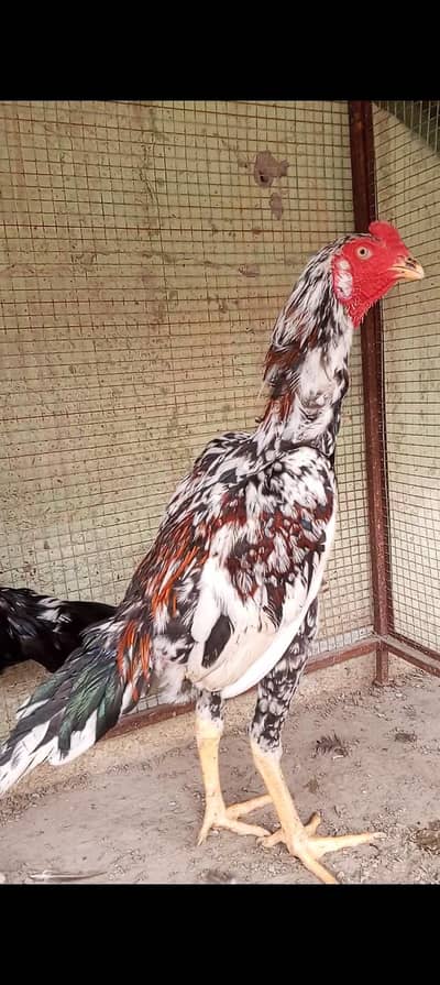 Kamaliya x Japanese Shamo Aseel Pair Patha Murga 03098573144