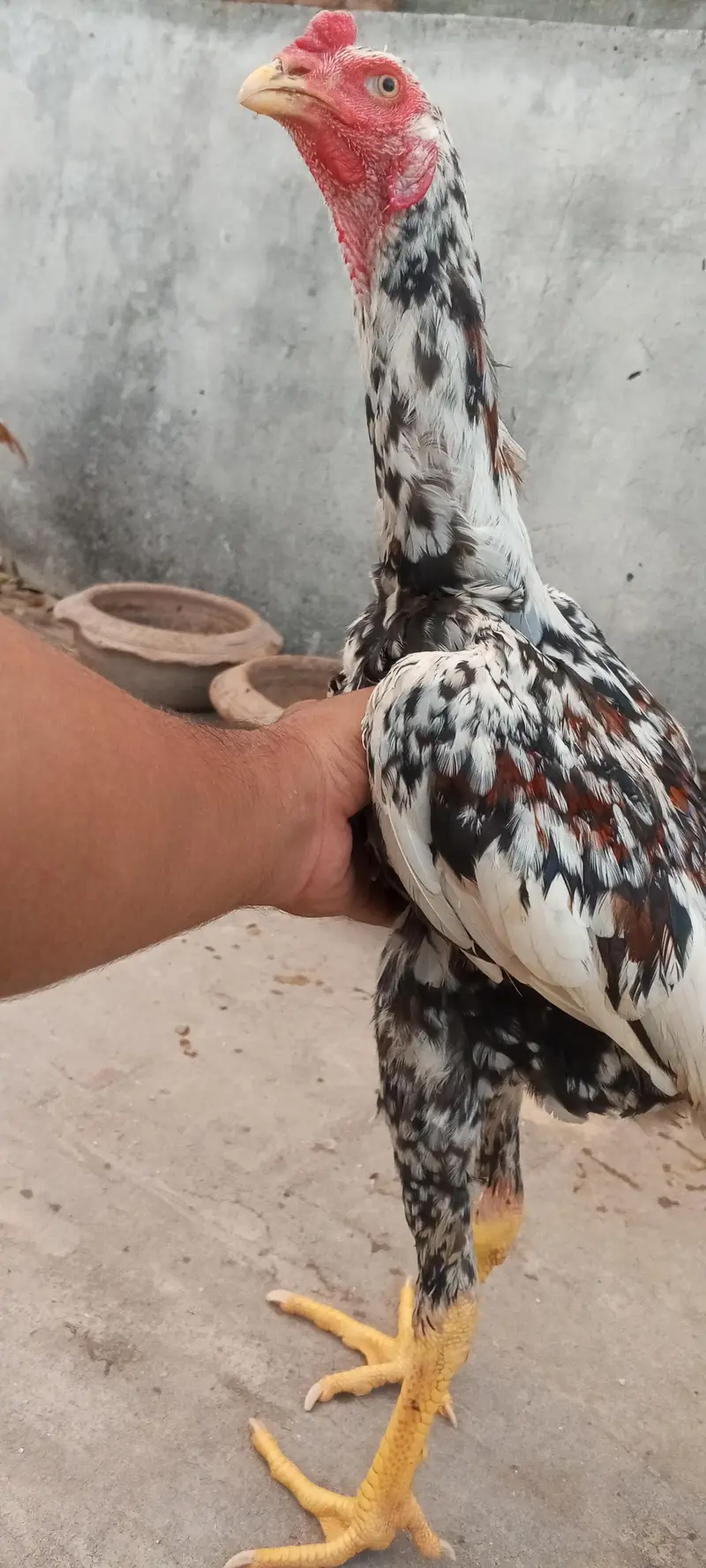 Kamaliya x Japanese Shamo Aseel Pair Patha Murga 03098573144 — photo 4