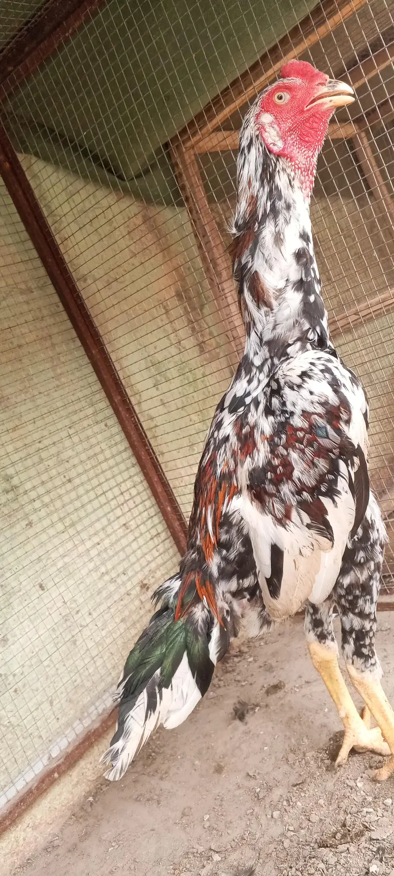 Kamaliya x Japanese Shamo Aseel Pair Patha Murga 03098573144 — photo 9