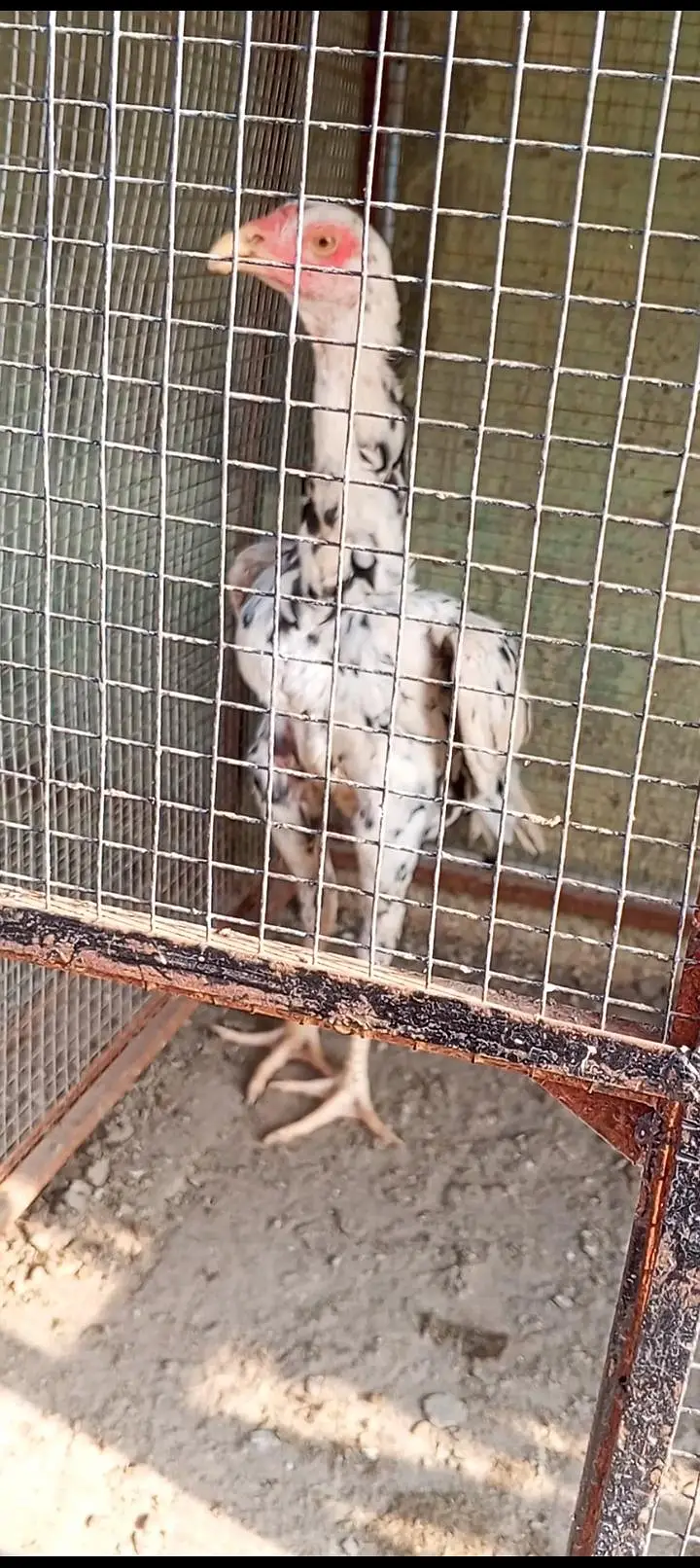 Kamaliya x Japanese Shamo Aseel Pair Patha Murga 03098573144 — photo 10