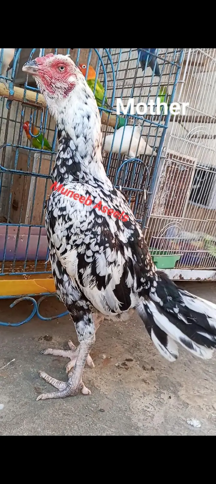 Kamaliya x Japanese Shamo Aseel Pair Patha Murga 03098573144 — photo 11