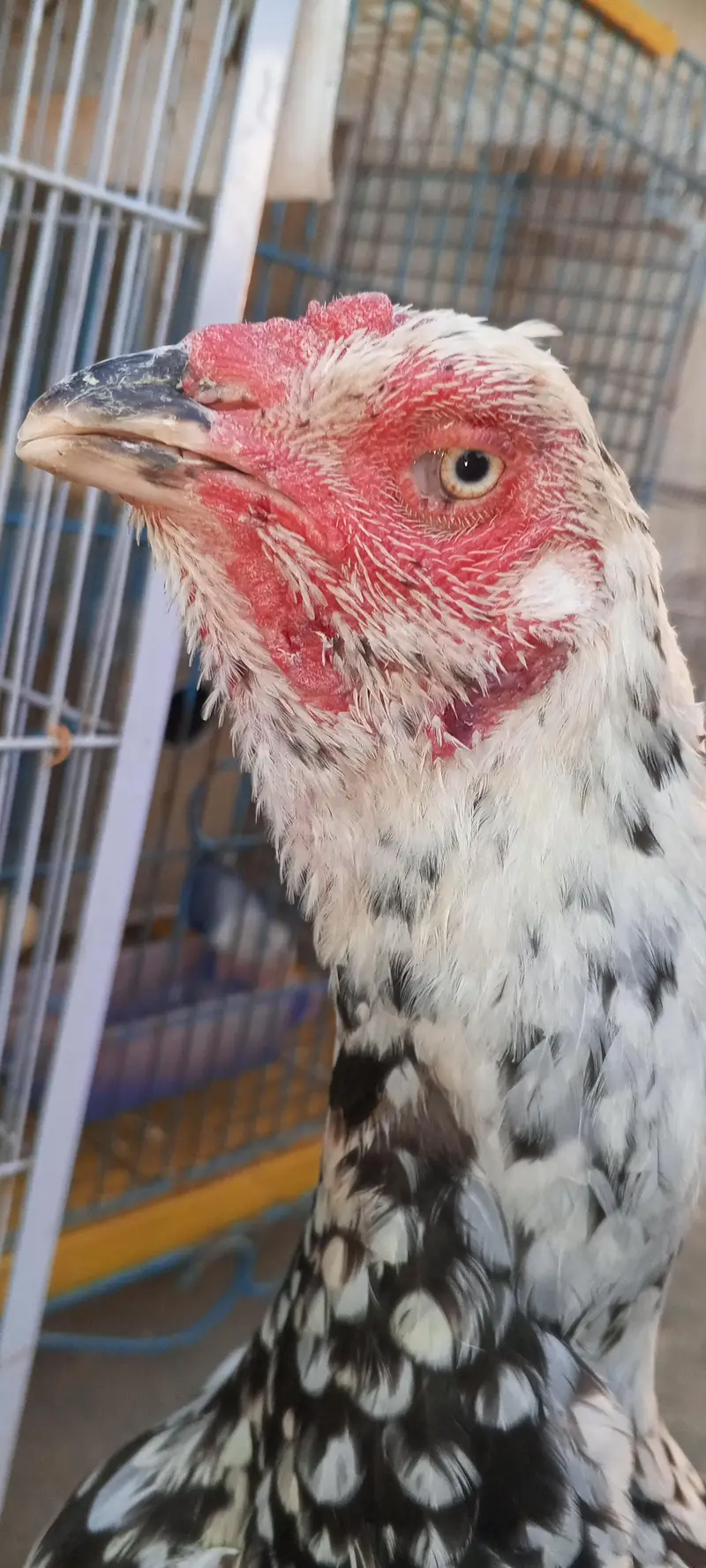 Kamaliya x Japanese Shamo Aseel Pair Patha Murga 03098573144 — photo 12