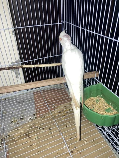 cocktail chick with dna