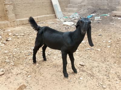 Bakra