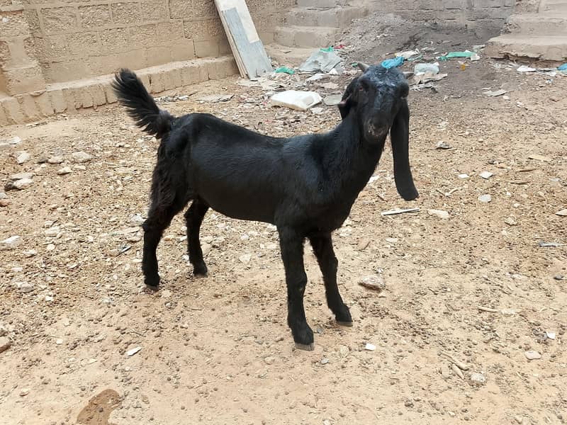 Bakra 1