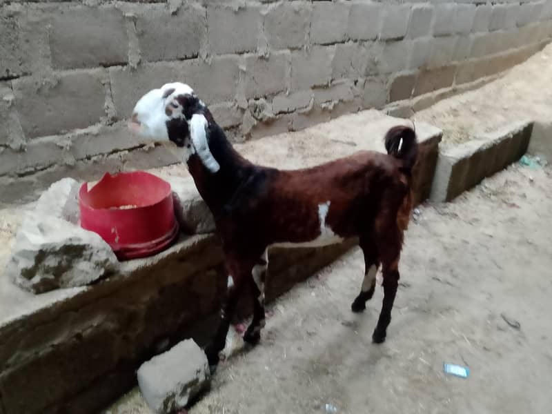 Bakra 2