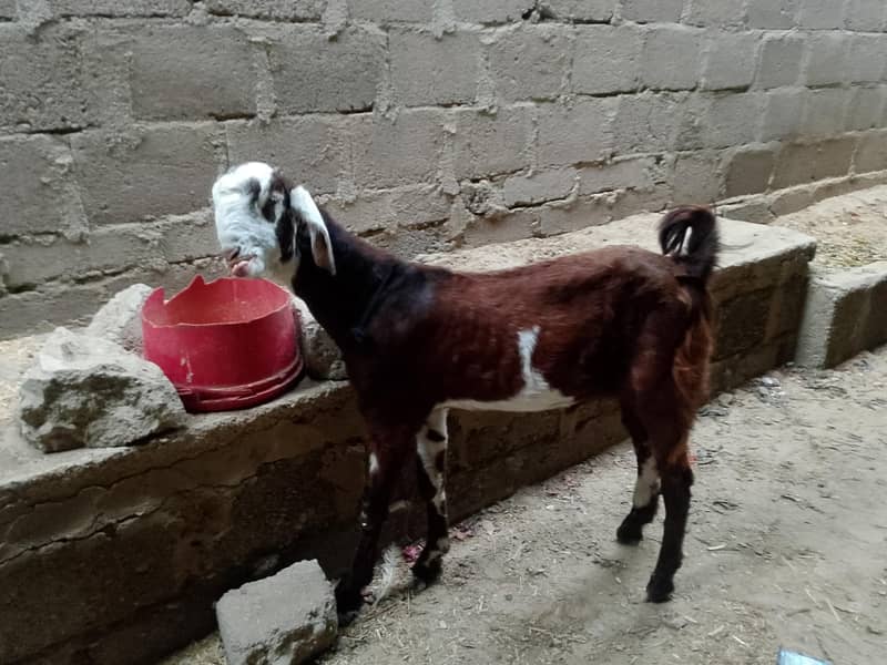 Bakra 3
