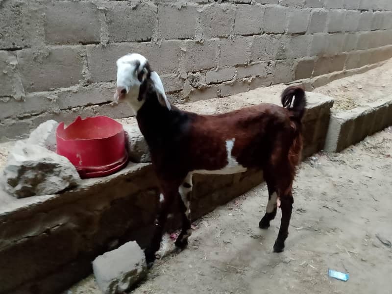 Bakra 4