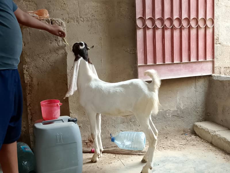 Bakra 5