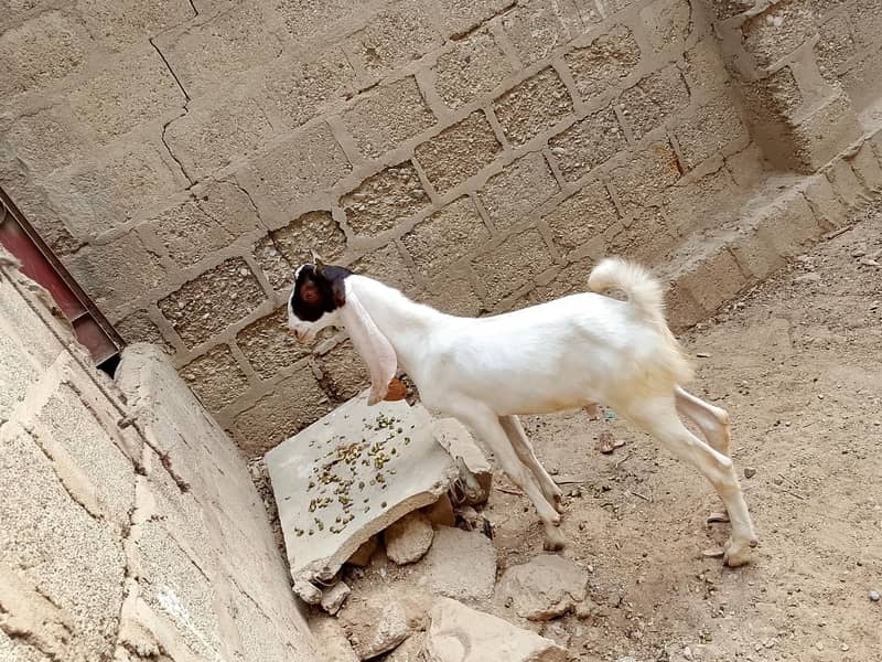 Bakra 6