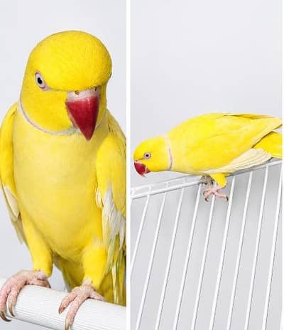 yellow ringneck Hain Sami hand tame hai mitho or Kuch words Bolta hai