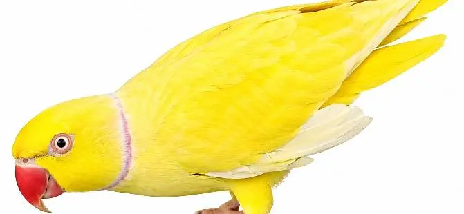 yellow ringneck Hain Sami hand tame hai mitho or Kuch words Bolta hai — photo 2