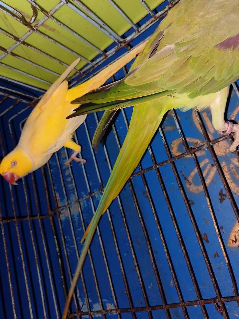 yellow ringneck Hain Sami hand tame hai mitho or Kuch words Bolta hai — photo 3