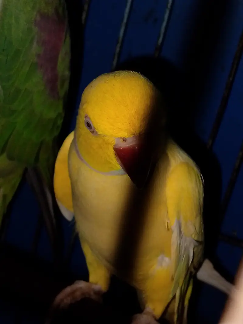 yellow ringneck Hain Sami hand tame hai mitho or Kuch words Bolta hai — photo 4