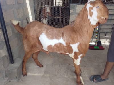 Bakra Jodi For Sale