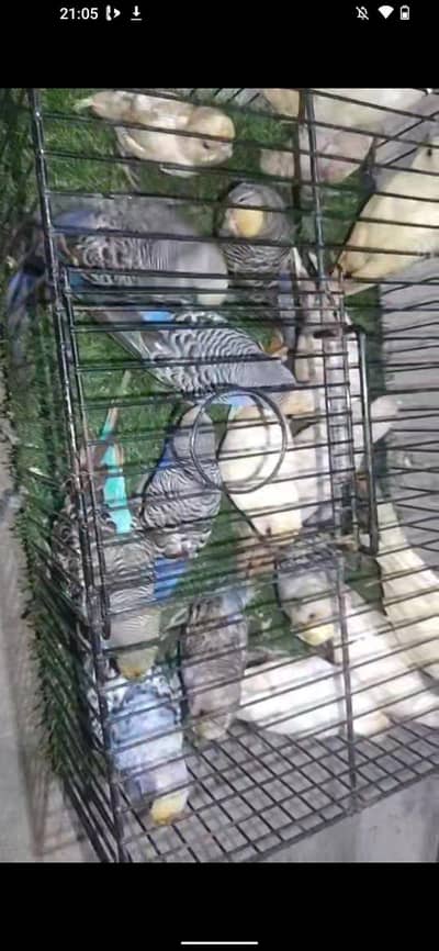 15 piece mix budgie and lotino love bird