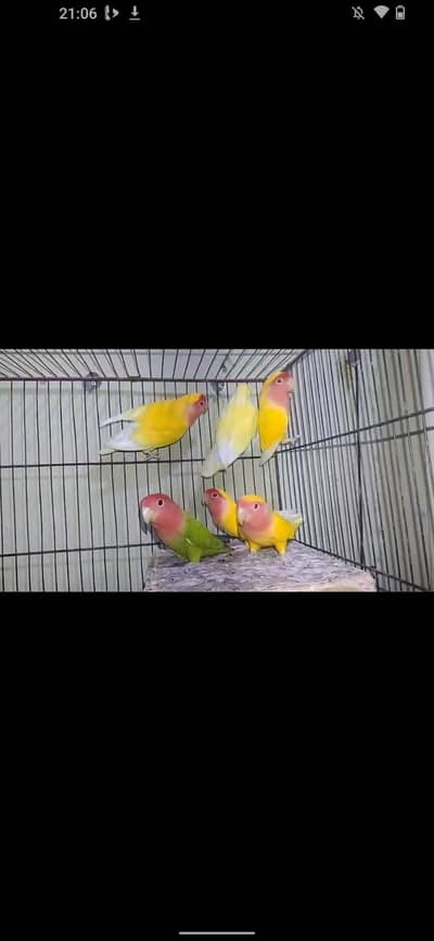 18 piece love bird available ha