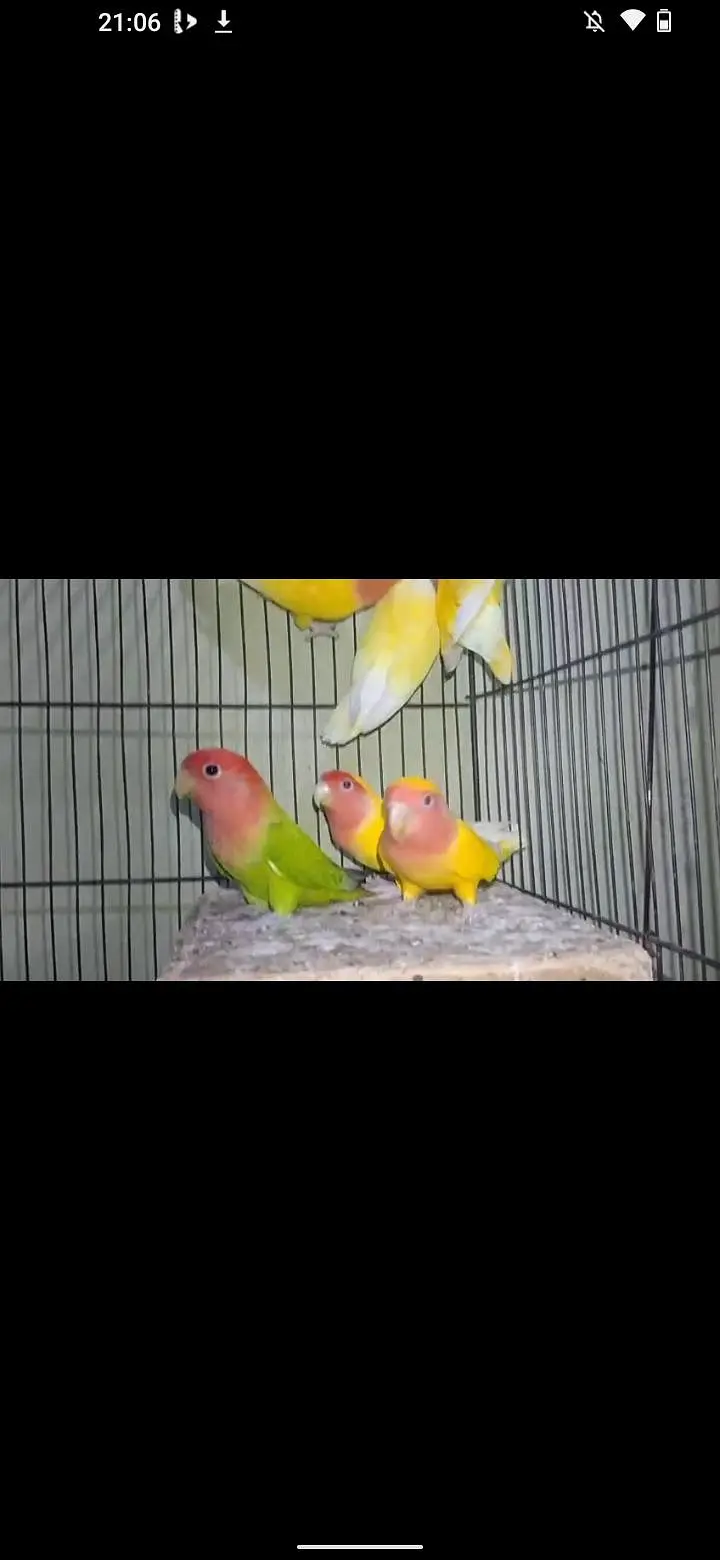 18 piece love bird available ha — photo 4
