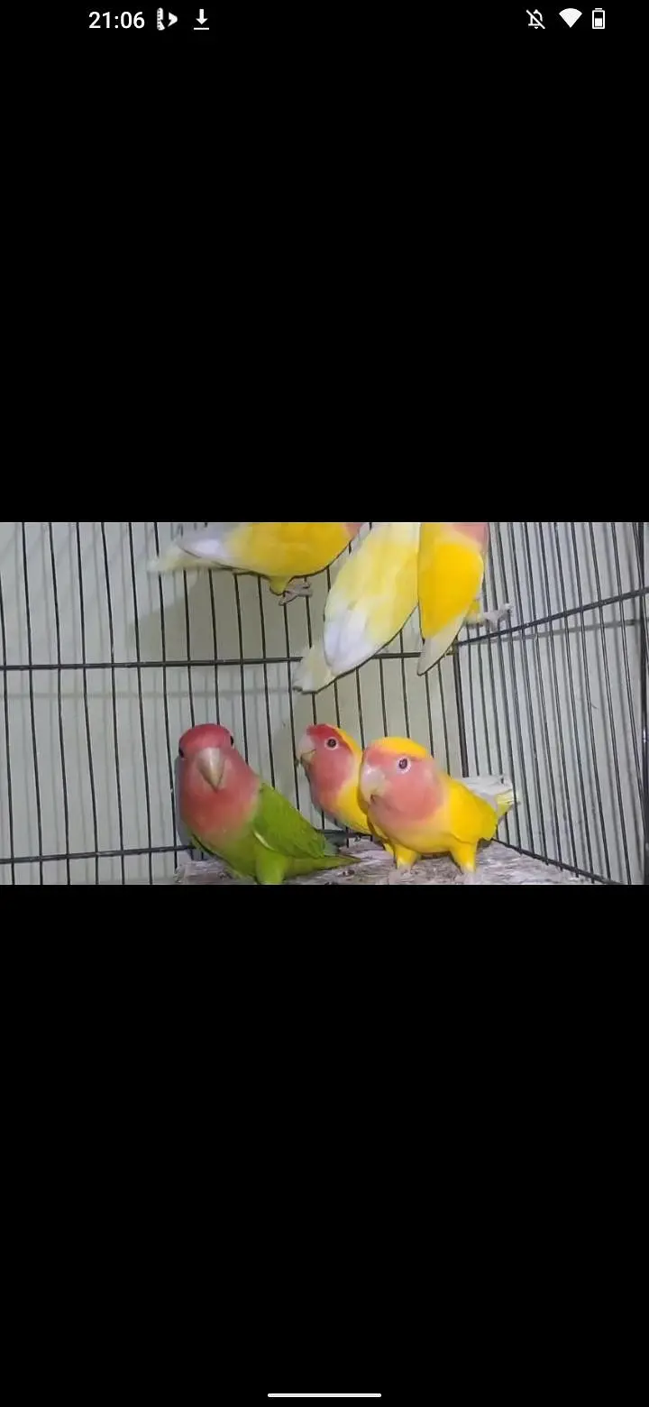 18 piece love bird available ha — photo 5
