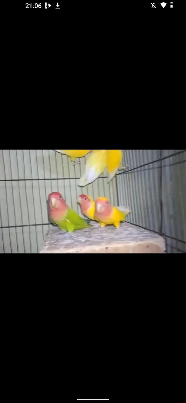 18 piece love bird available ha — photo 6