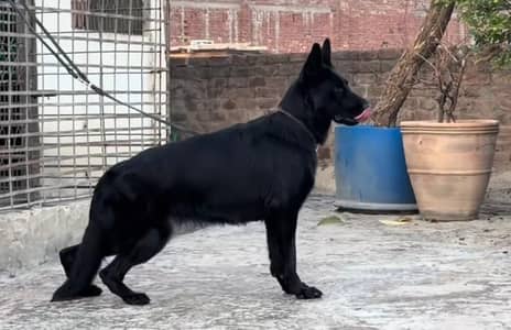 Black Shepherd Young breeder female