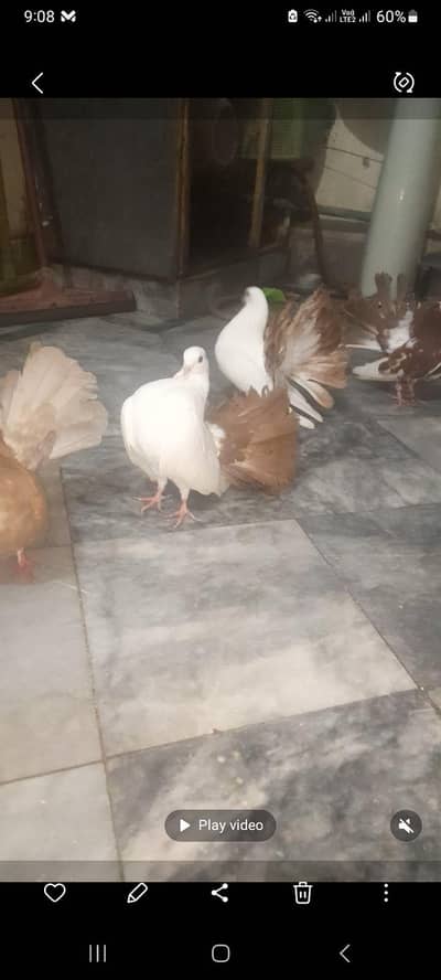 laka pigeon & kabootar