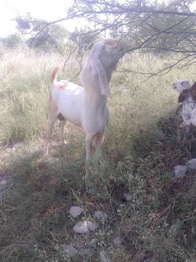 rajanpuri bakra