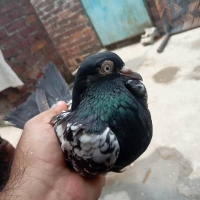 Rampuri nar for sale orignal breed