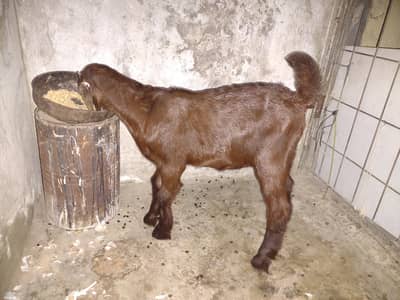 BAKRA FOR SALE