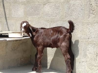 BAKRA FOR SALE