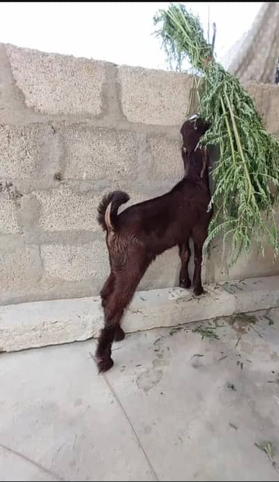 DOUBLE HADI BAKRA FOR SALE. . .