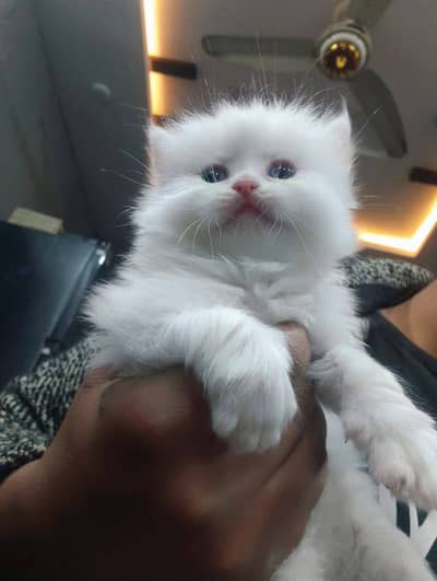 Persian cat vaccination 3 code mein potty train argent for sale