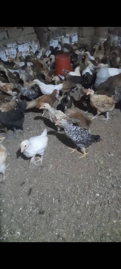 Golden masri chicks  and golden masri  hen ,Fancy hen ,Hen  , chicks