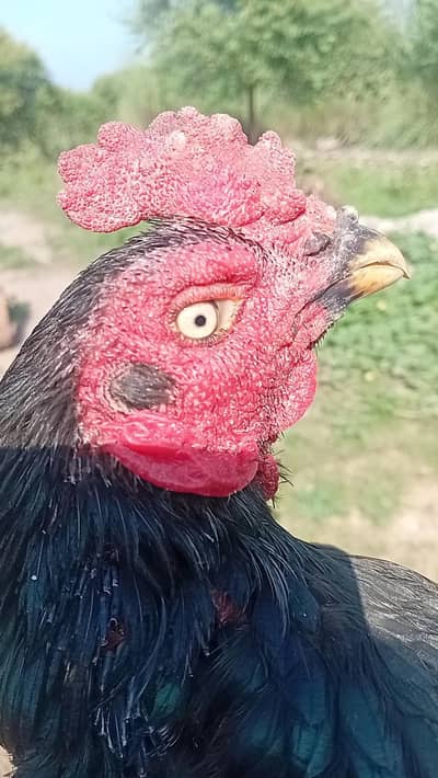 Mushka aseel