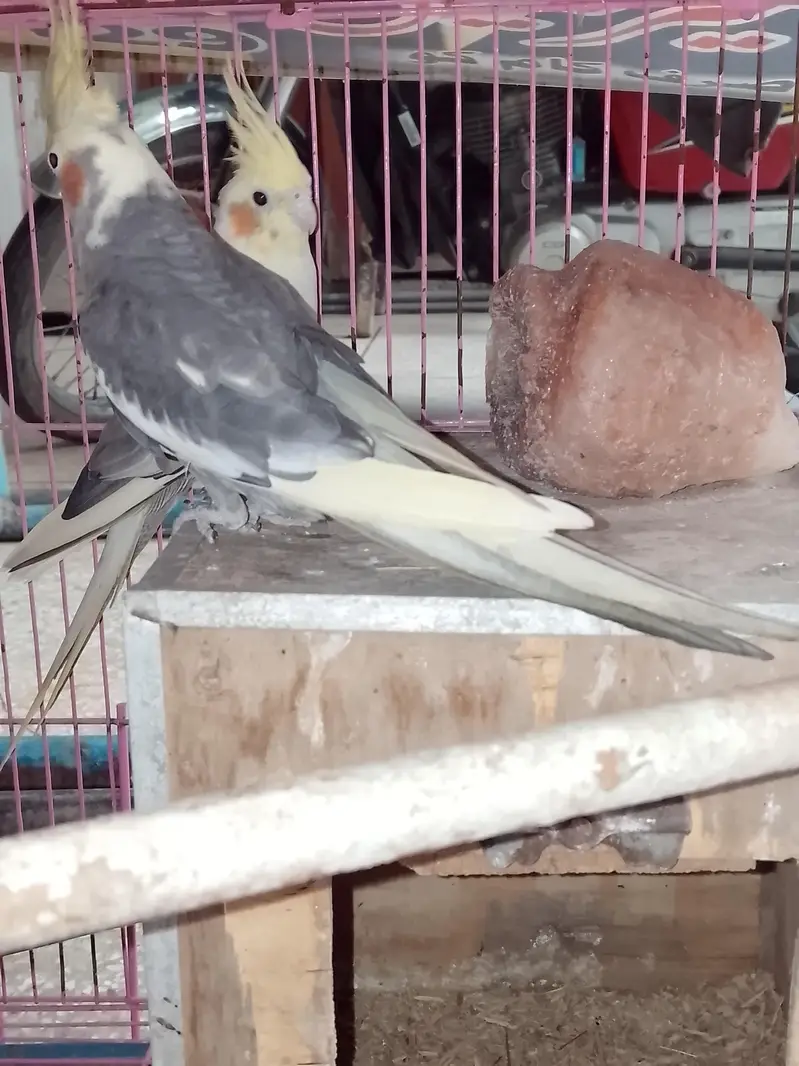 breeding jora ha egg gya ha