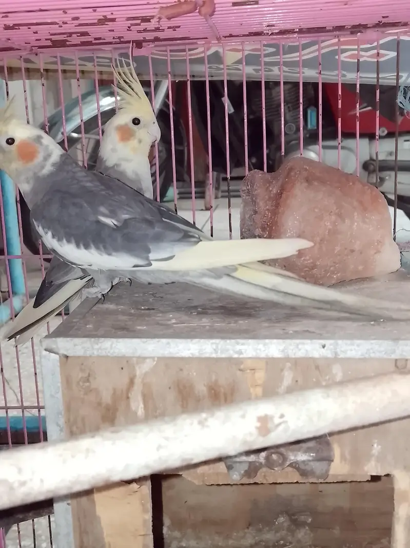 breeding jora ha egg gya ha — photo 2