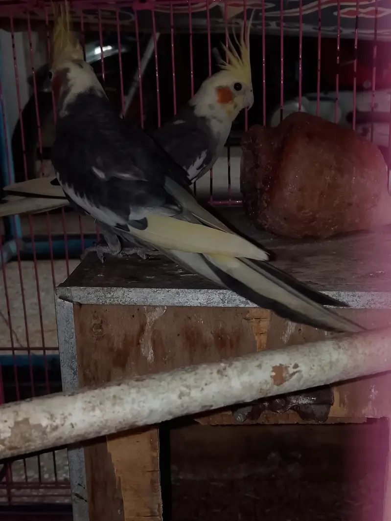 breeding jora ha egg gya ha — photo 3
