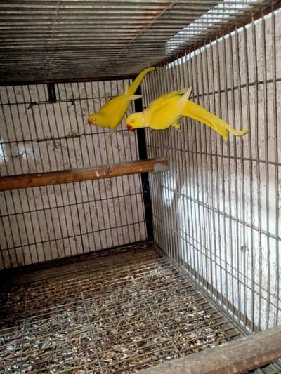 yellow blue cream rew breeder pair 4 sale