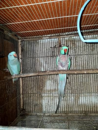 yellow blue cream rew breeder pair 4 sale