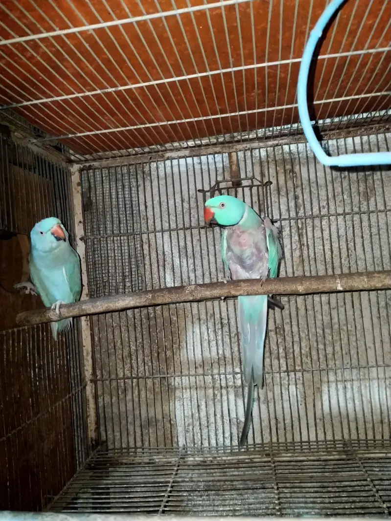 yellow blue cream rew breeder pair 4 sale — photo 2