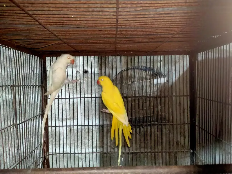 yellow blue cream rew breeder pair 4 sale — photo 3