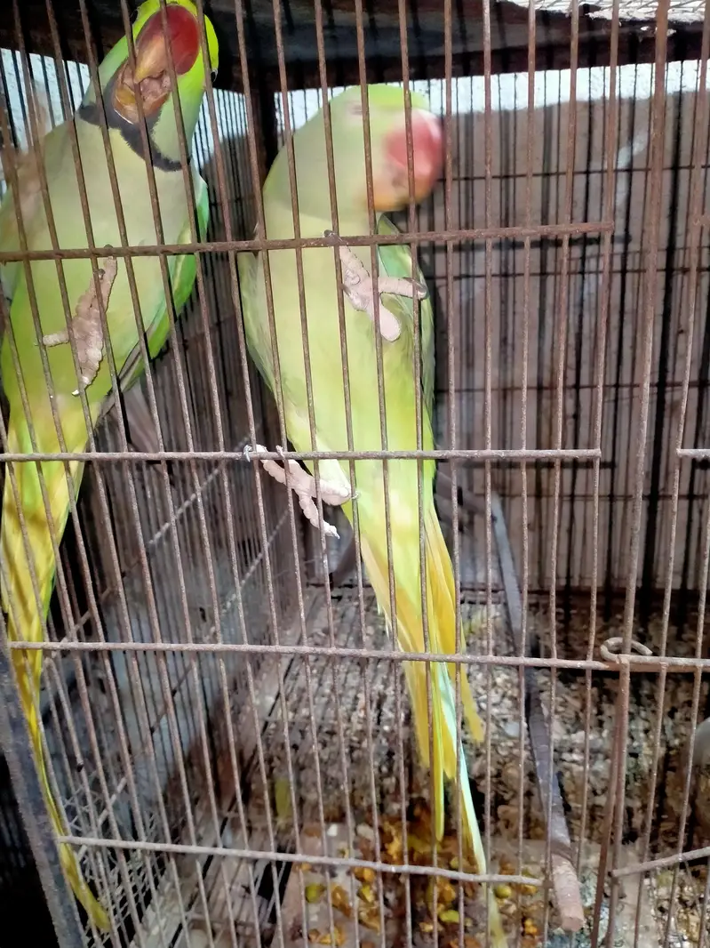 yellow blue cream rew breeder pair 4 sale — photo 4