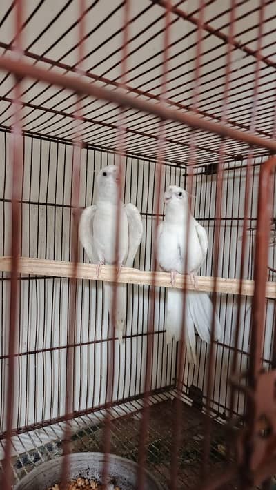 ENO cocktail breeder pair black eyes
